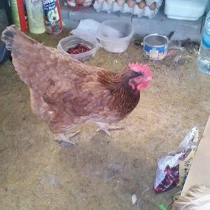 Meet your Posher, Sherrie